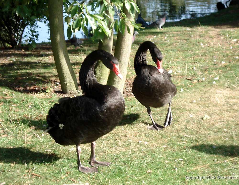 black-swans