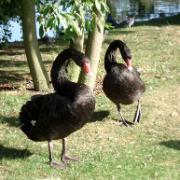 black-swans.JPG